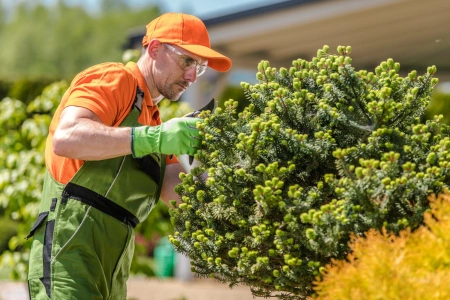 Texas Tree Care